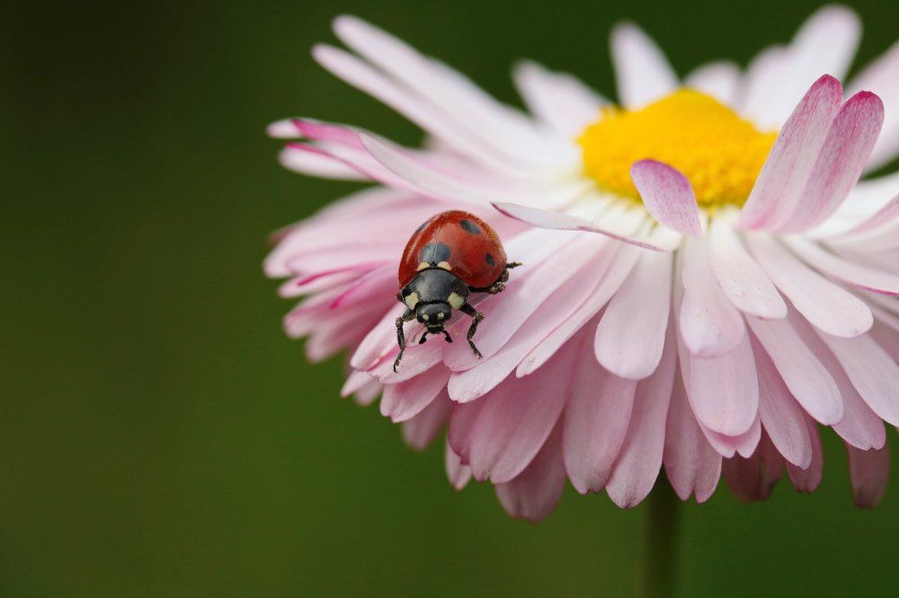 Photograph by Игорь Осипов