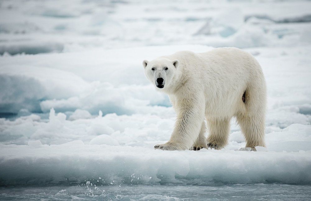 Раненый миша