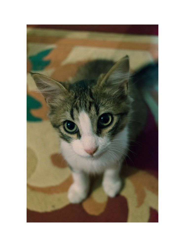 cat