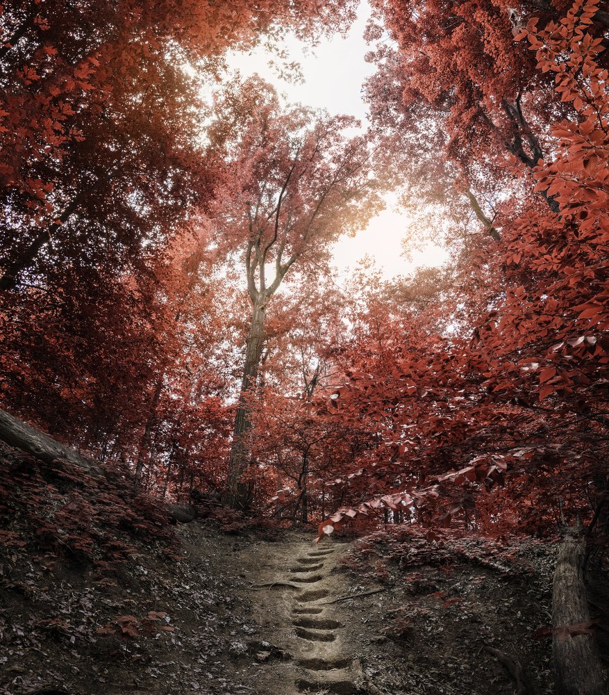the red forest
