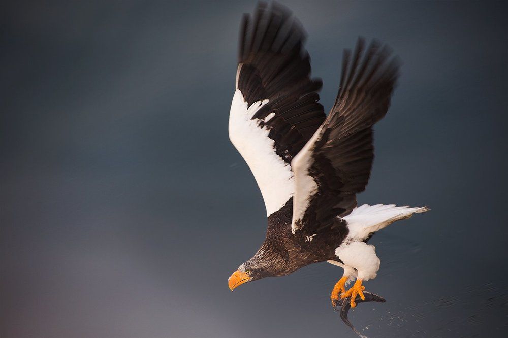 Стремительность