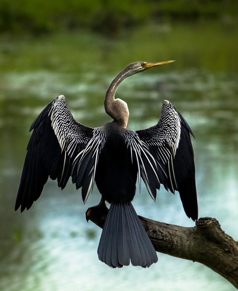 Paintbucket wingspread