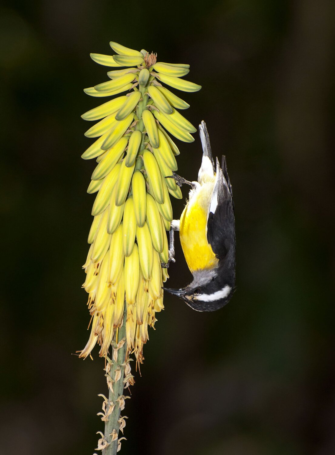 Bananaquit