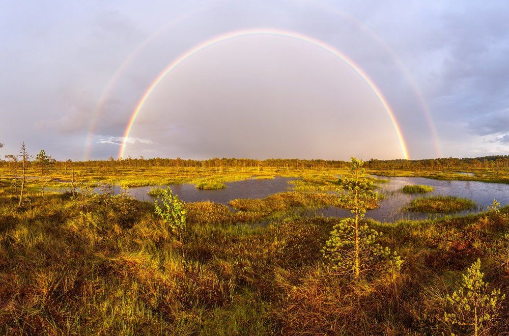 "Болотная радуга"