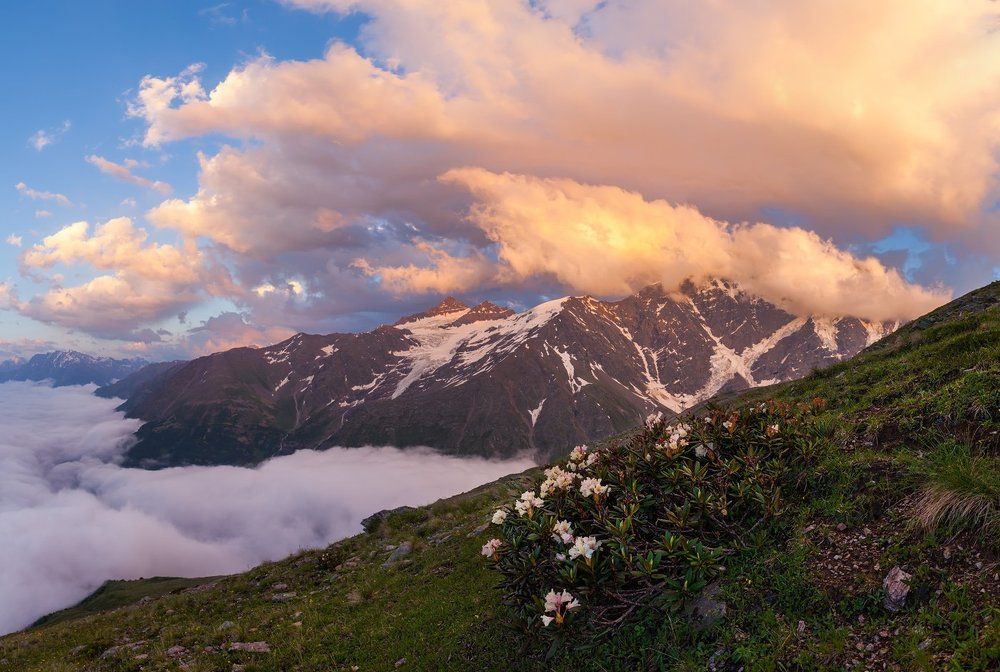 "Рододендроны на закате"
