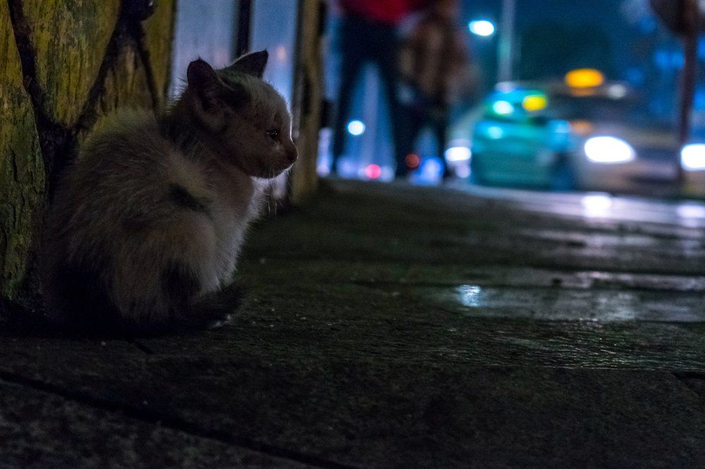 lonely cat