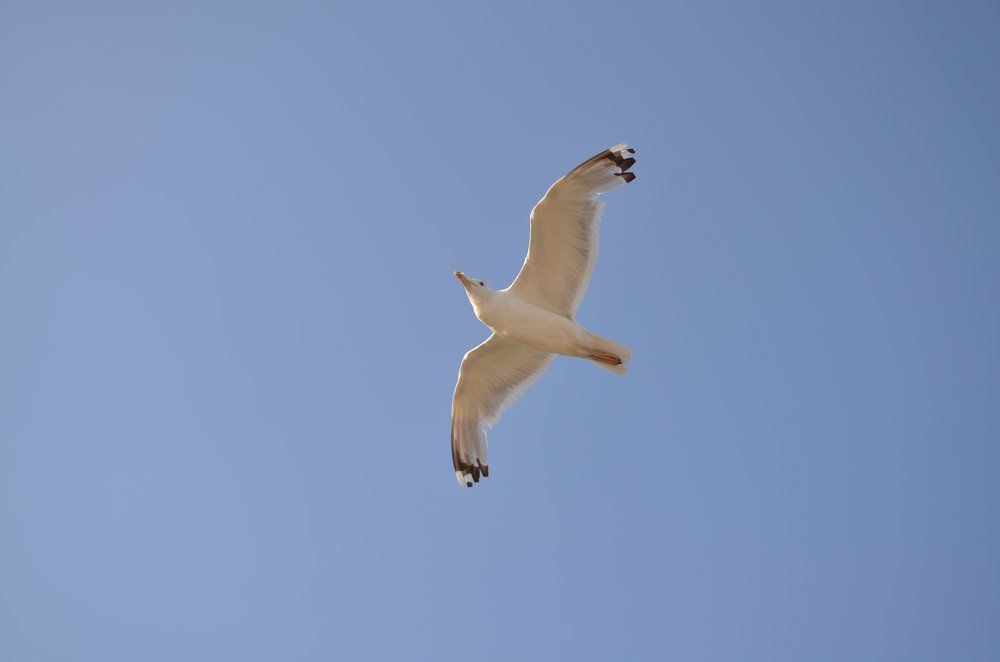 Фотография автора Александр Федоренко