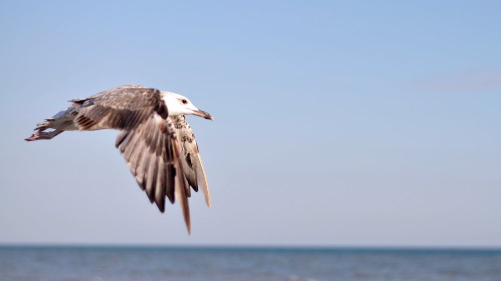 Фотография автора Александр Федоренко