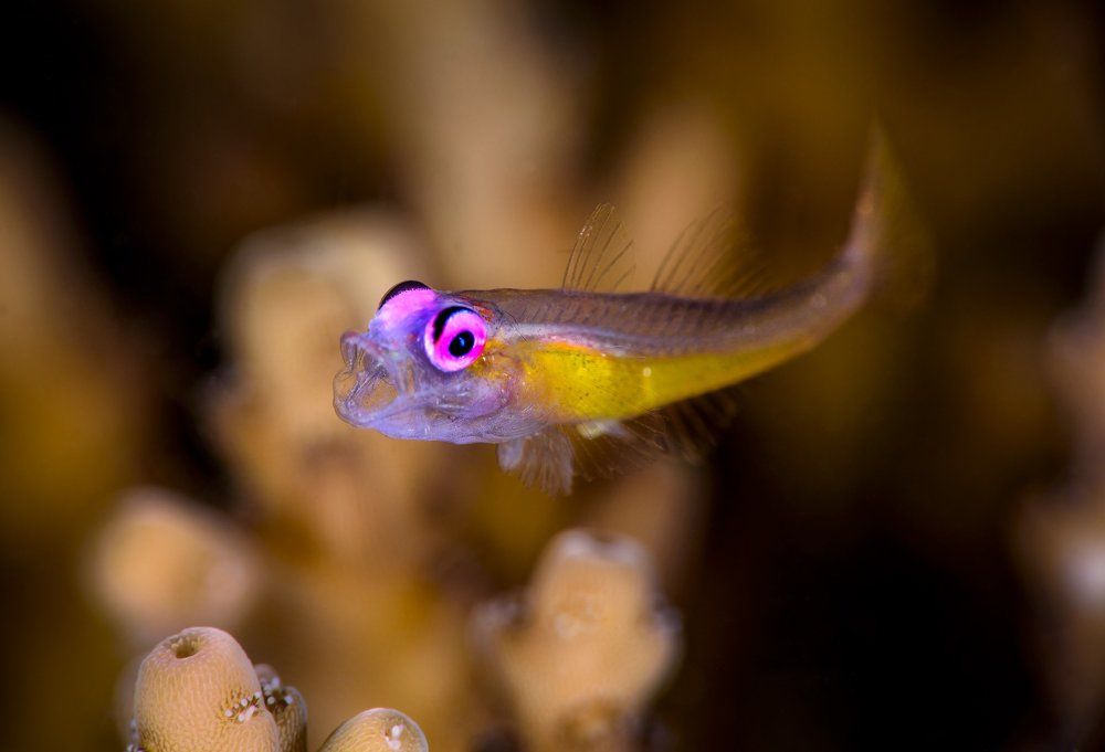 pink eye goby yawn
