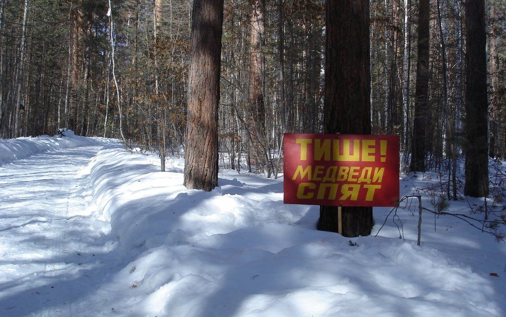 Тише медведи спят