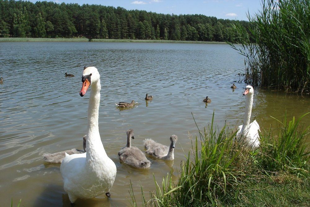 Лебеди на озере