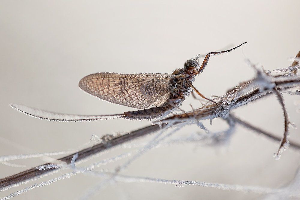 Застывший дирижер.