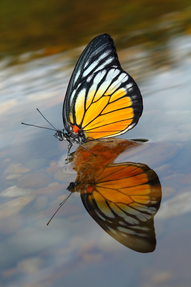 Зазеркалье