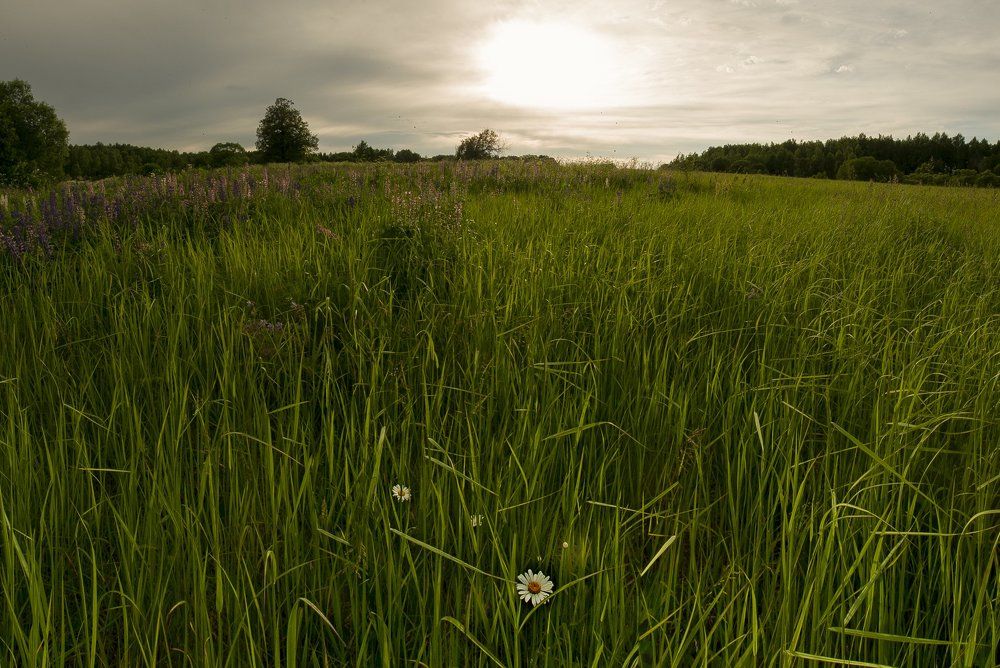 Чужие среди своих
