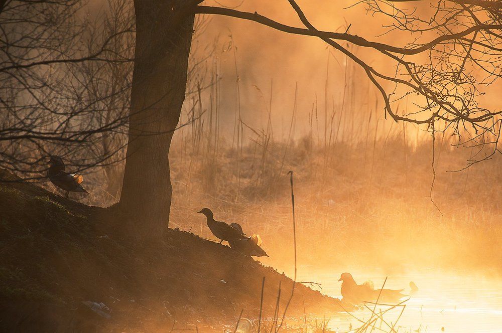 Мандариновый десант