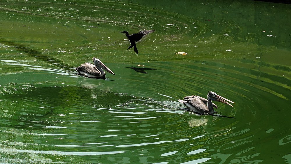 Survivor of green pollution