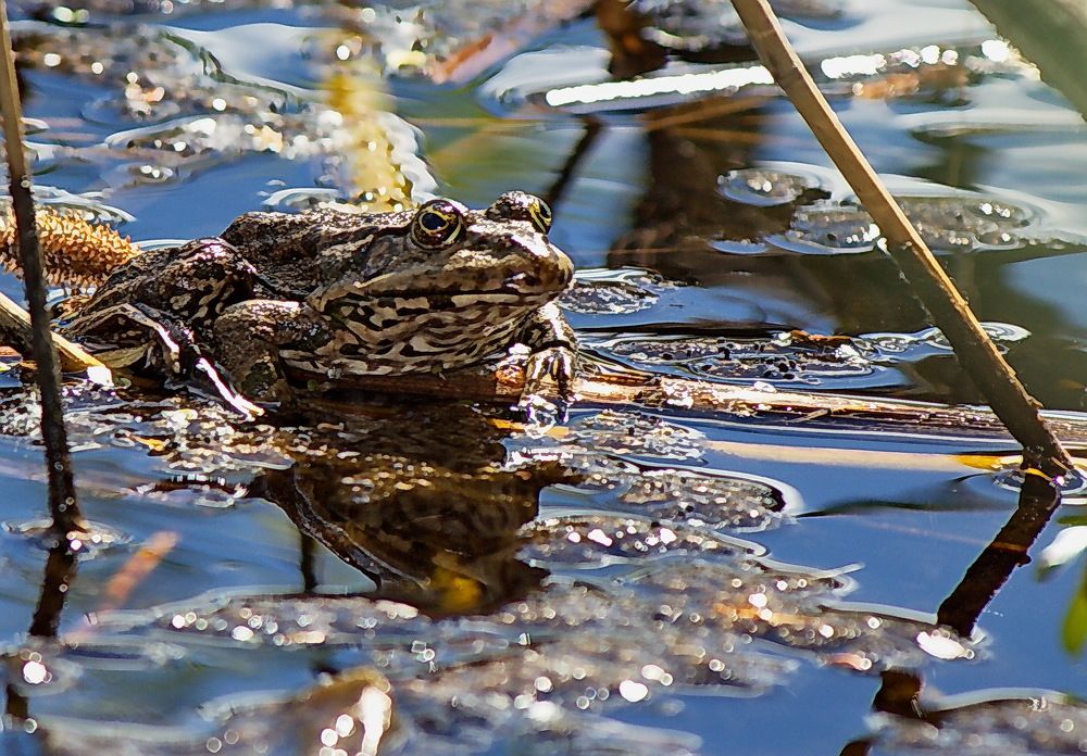 Современная Тортилла