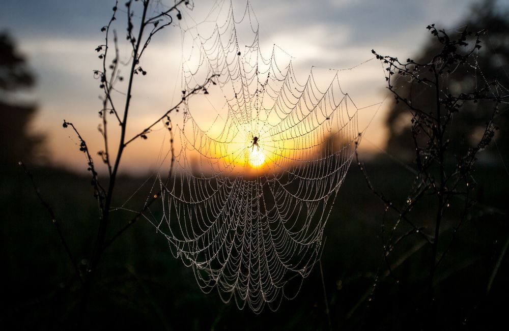 Ловец Солнца