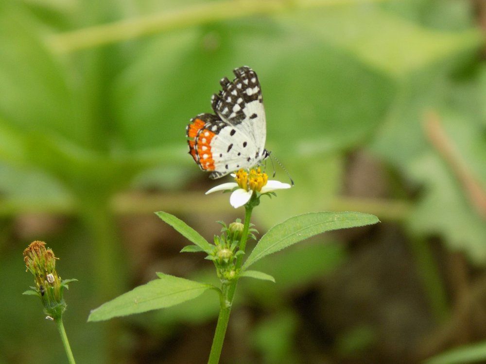 Butterfly Vs Nature