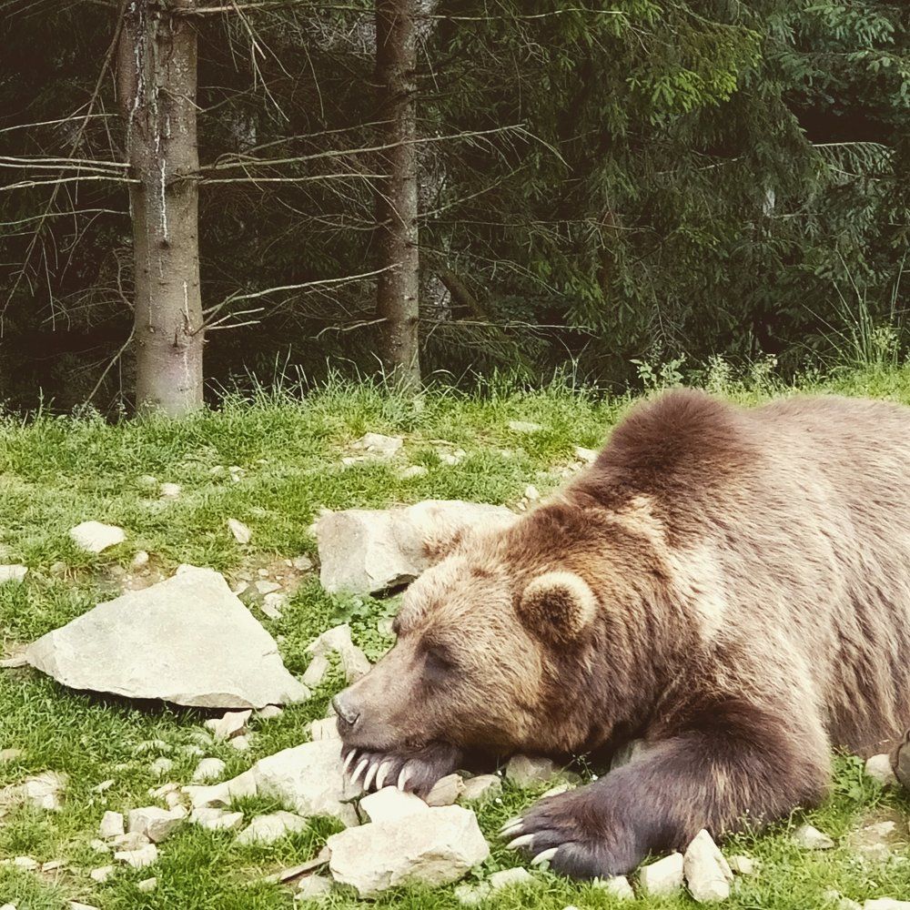 Мишка в Карпатах