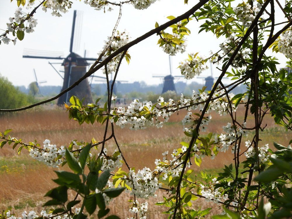 Spring in Kinderdijk