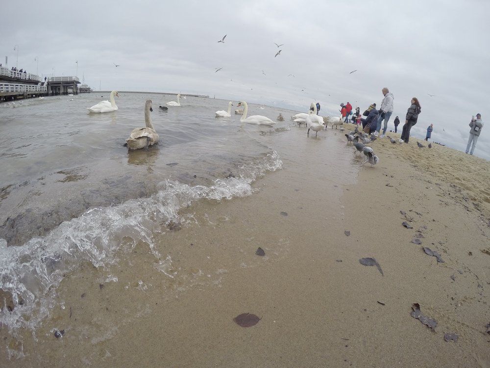 Лебеди на Балтике