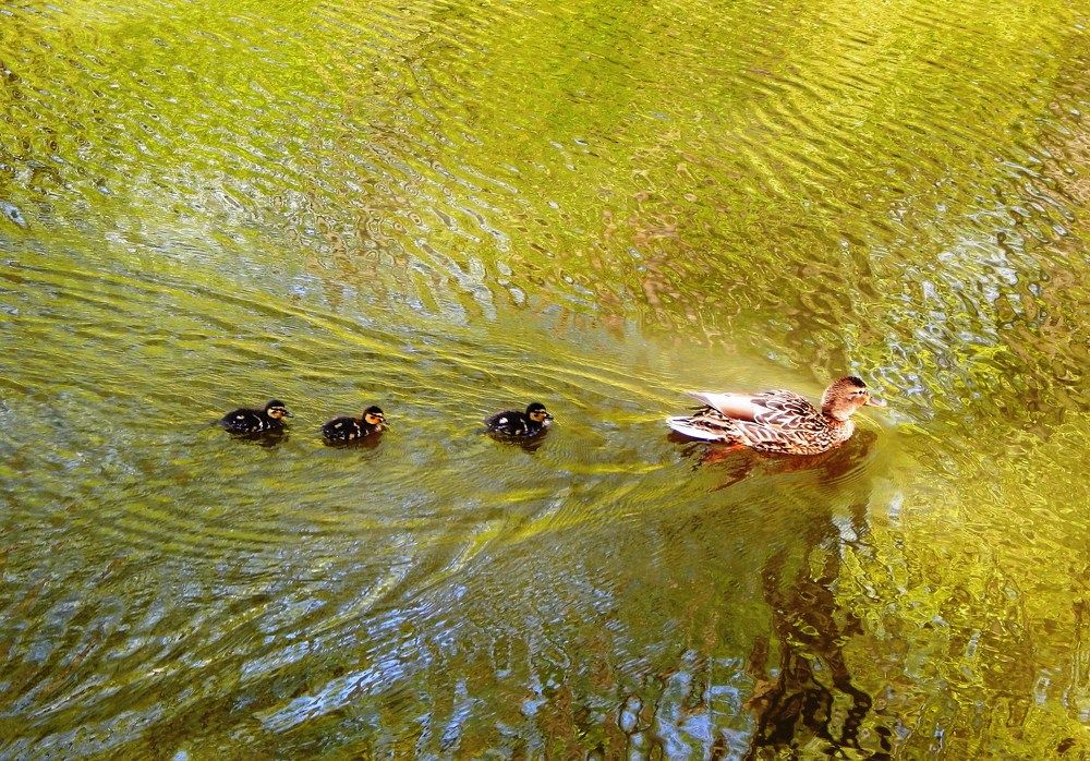 Трогательное семейство