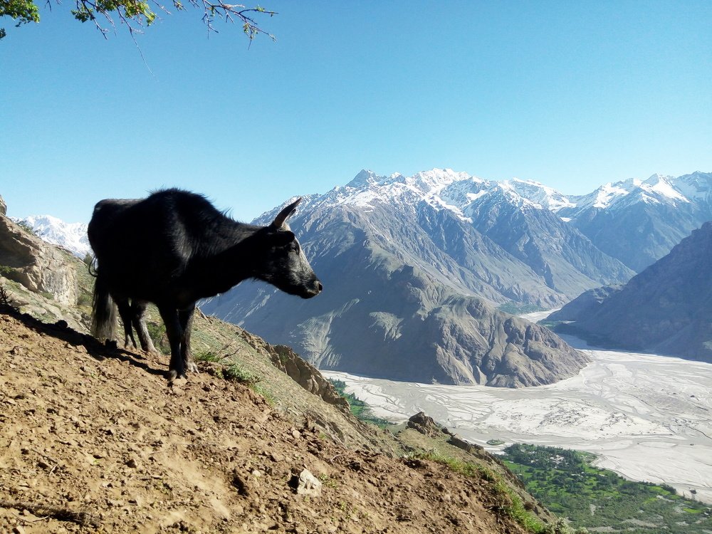Yak in Karakorum