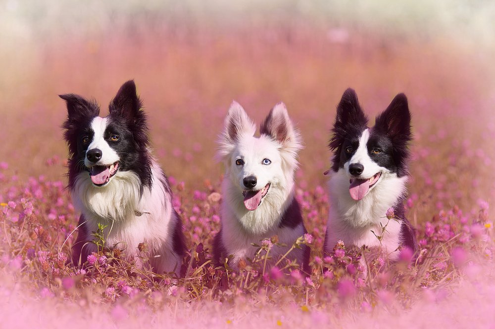 Над полем клевера