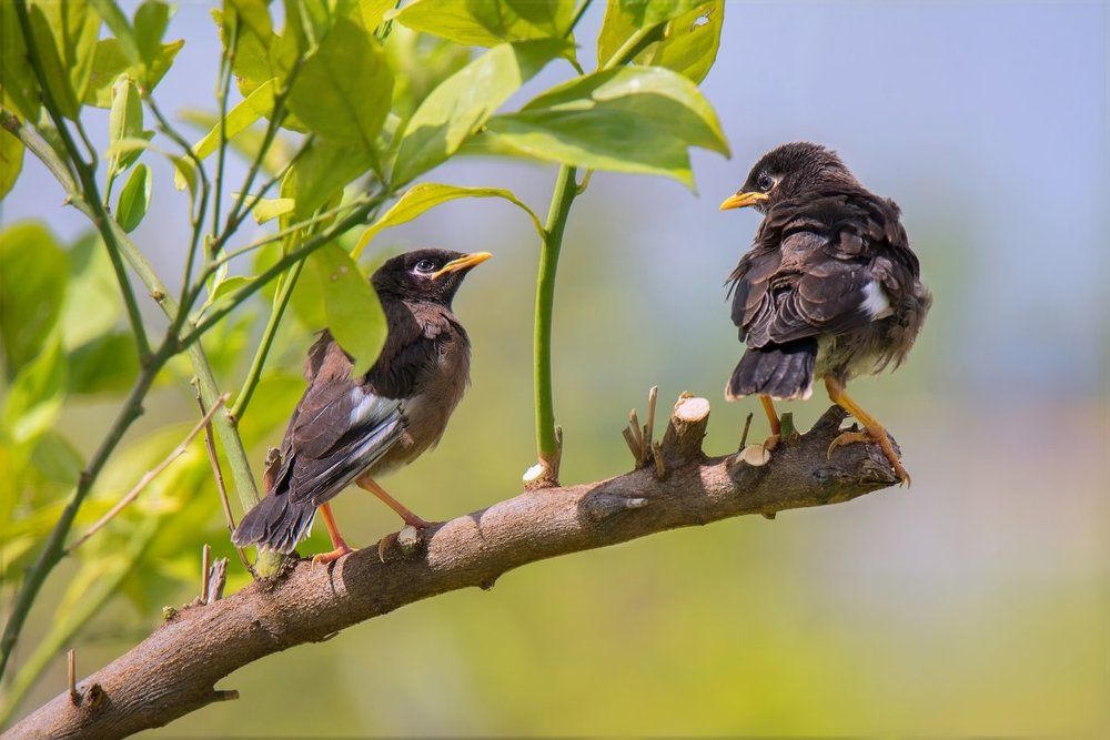 Голубоглазые и юные