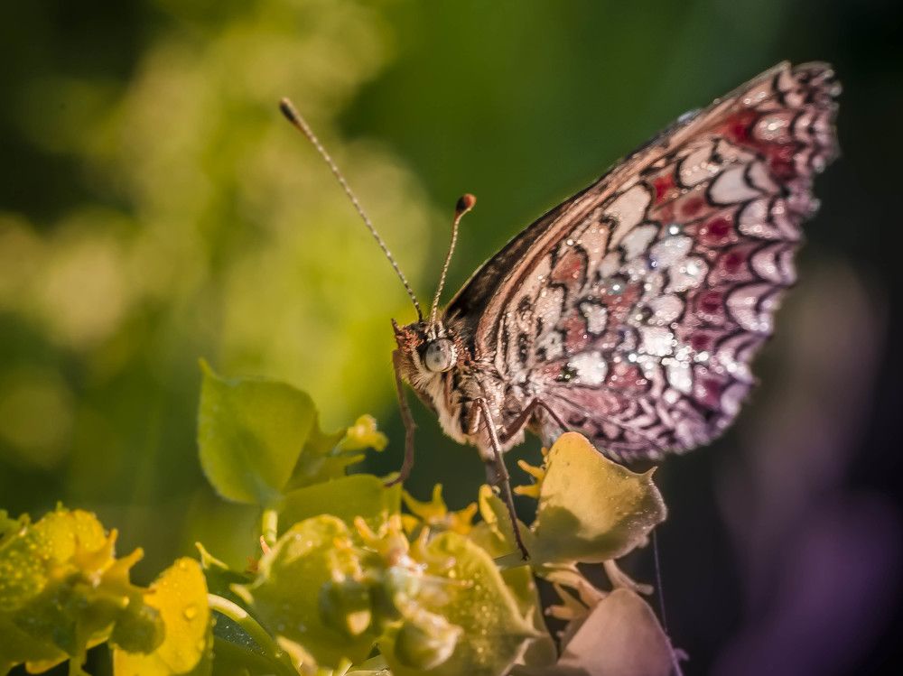 Photograph by Perevoznaya Rimma