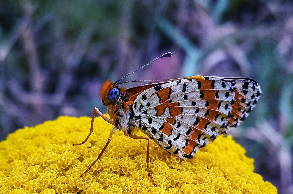Голубоглазка