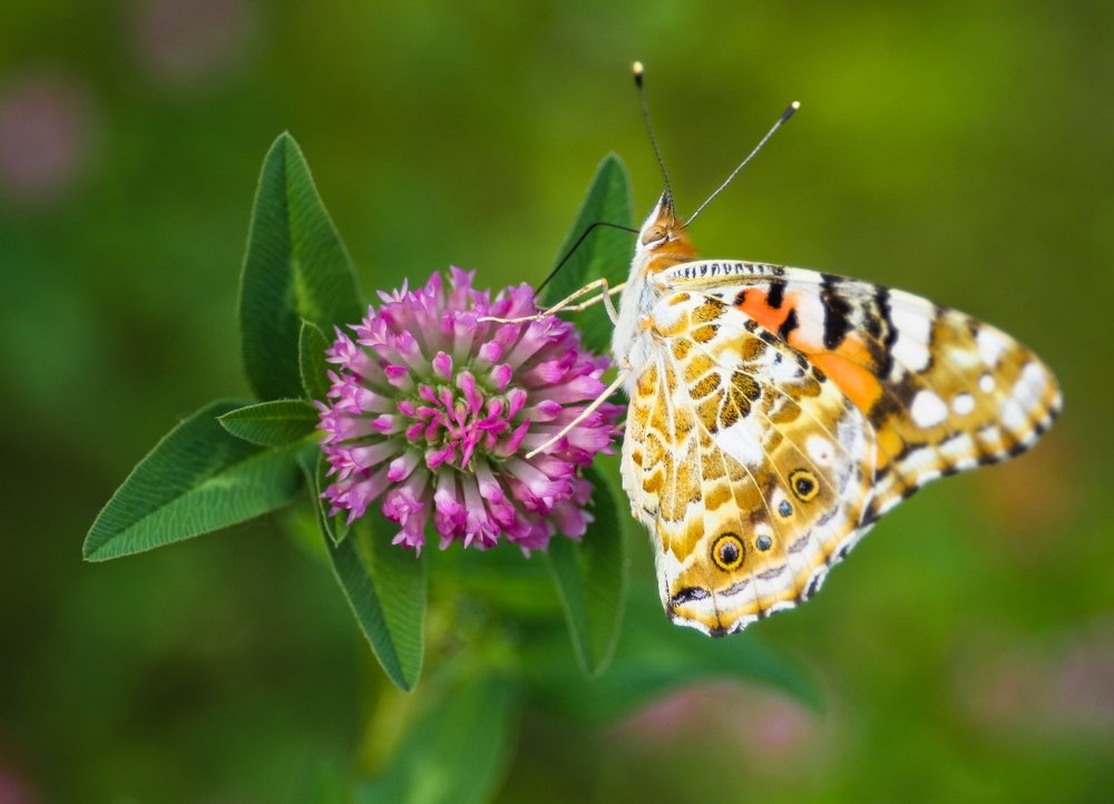 Маленькая жизнь