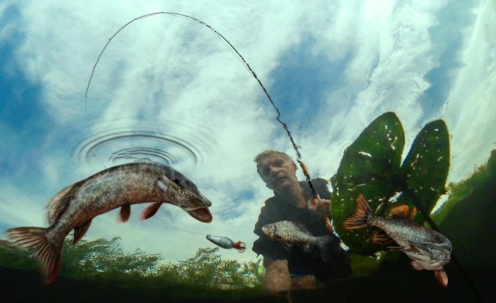 На то и хищники, чтобы карась не дремал