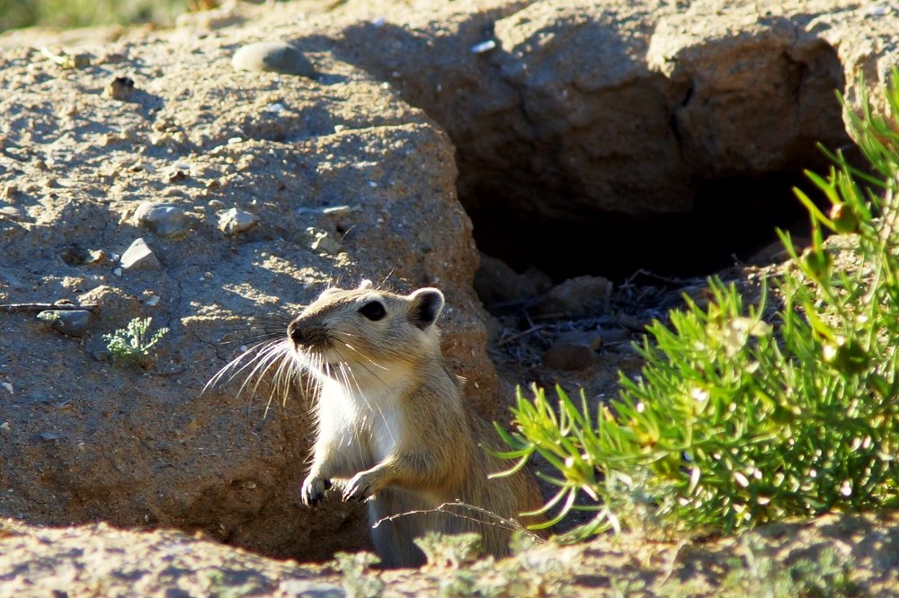 Проходите, гости дорогие!