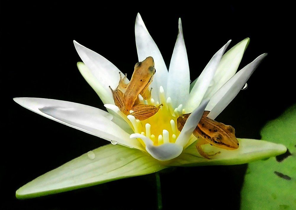 Beauty Of Nature