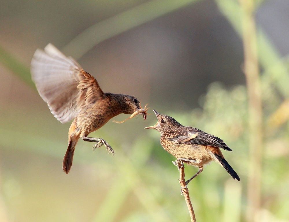 Mother's feeding her baby