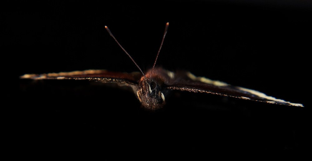 долгий полёт