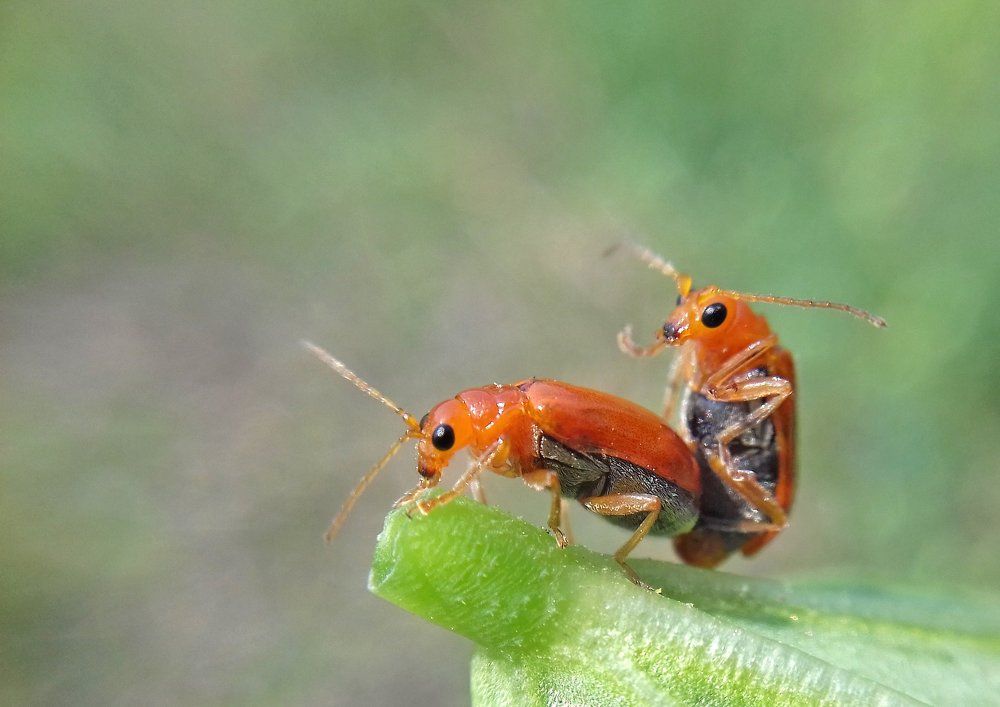 Love in Nature