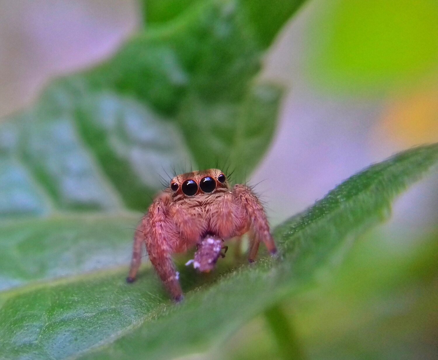 Talamonia Dimideata