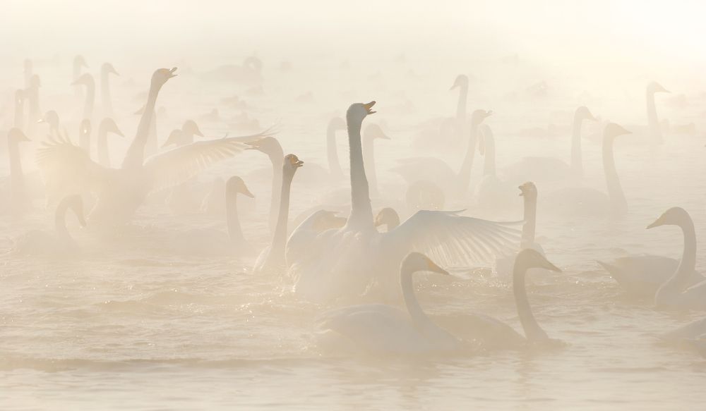 Крик Солнцу