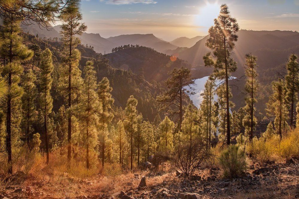 *Волшебный лес*