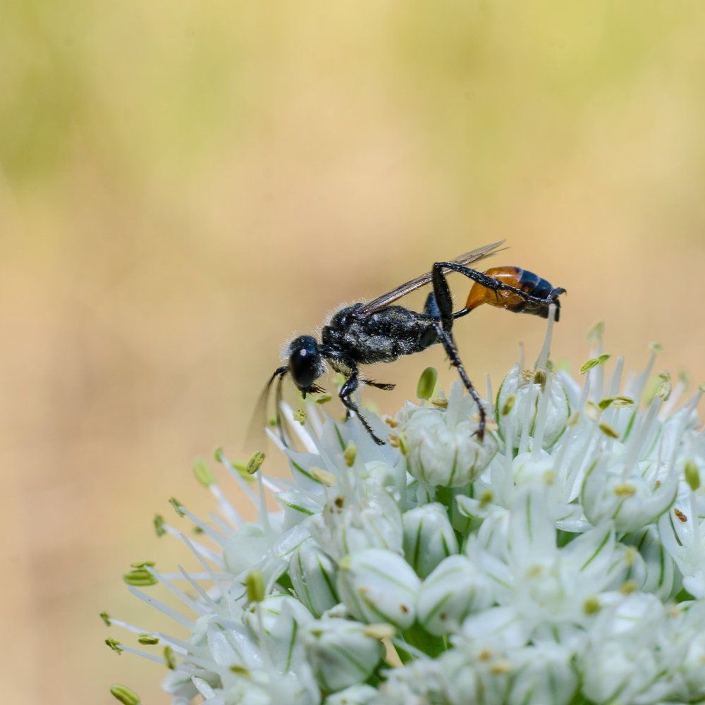 Завтрак гурмана