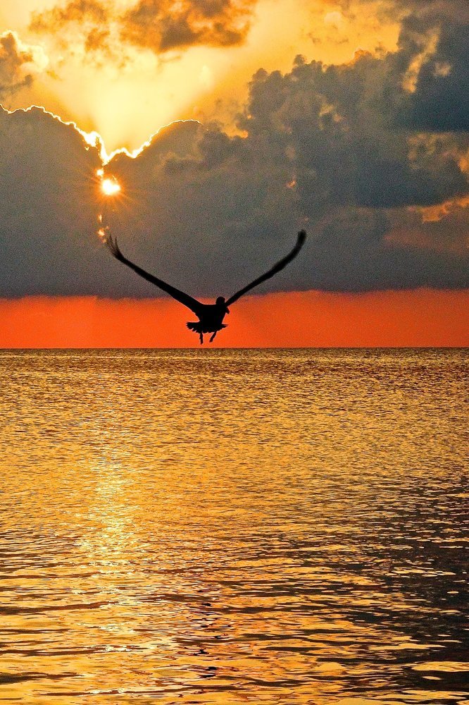 Pelican at Sunset
