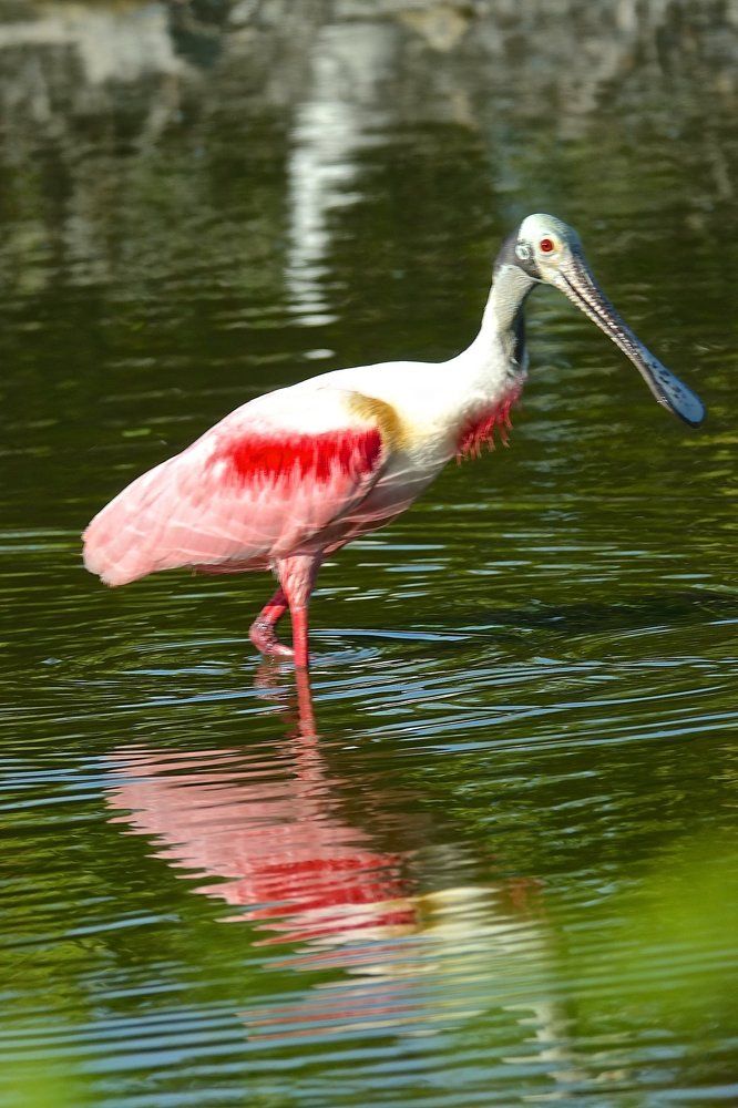 Spoonbill