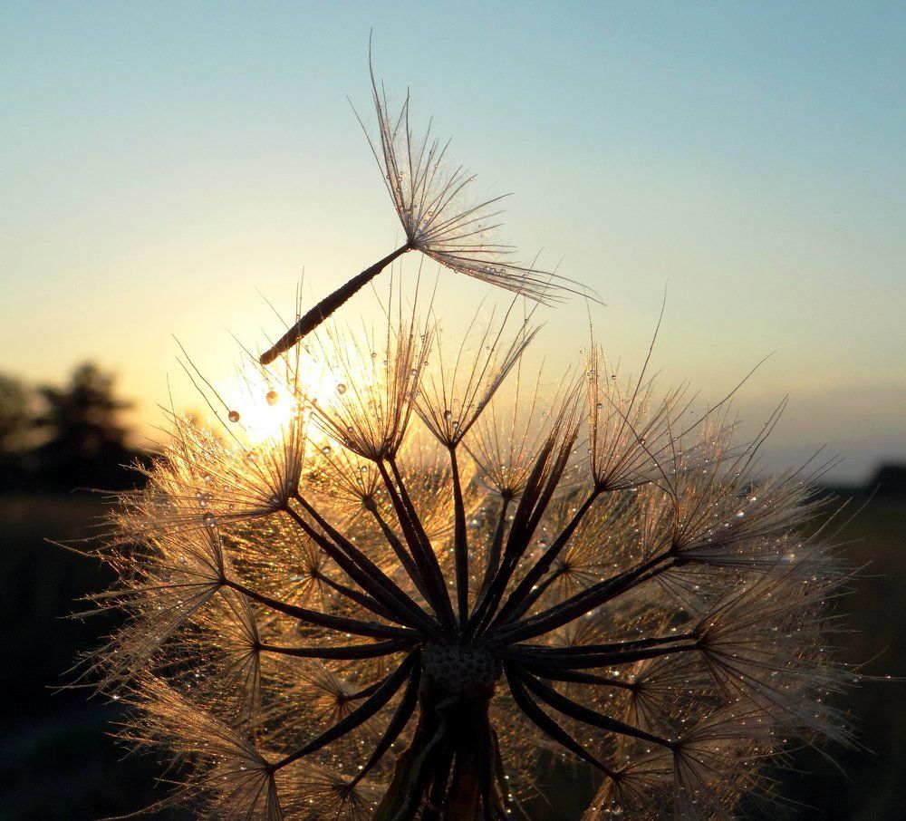 Одуванчик. Закат.