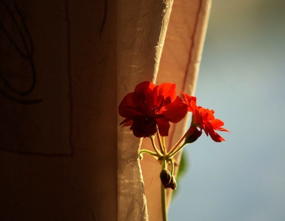 В свете жизни