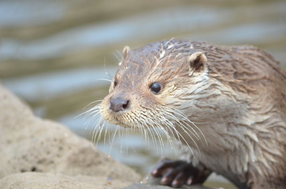 Из жизни выдры