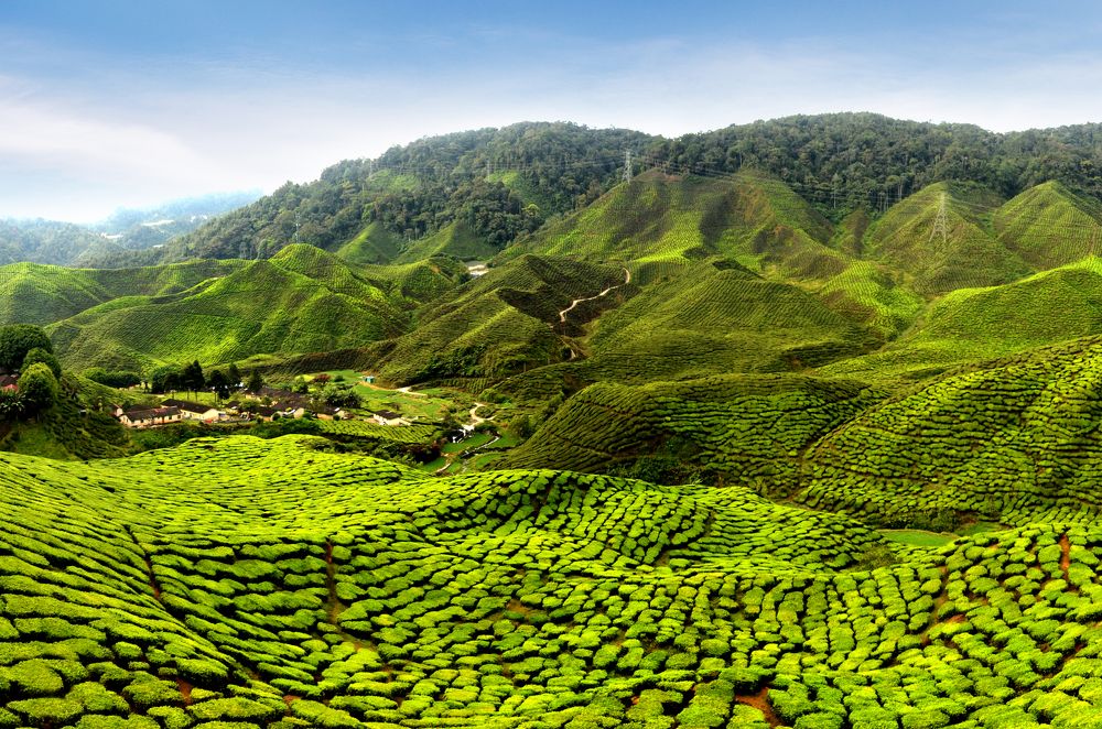 TEA FARM AT CAMERON HIGHLAND