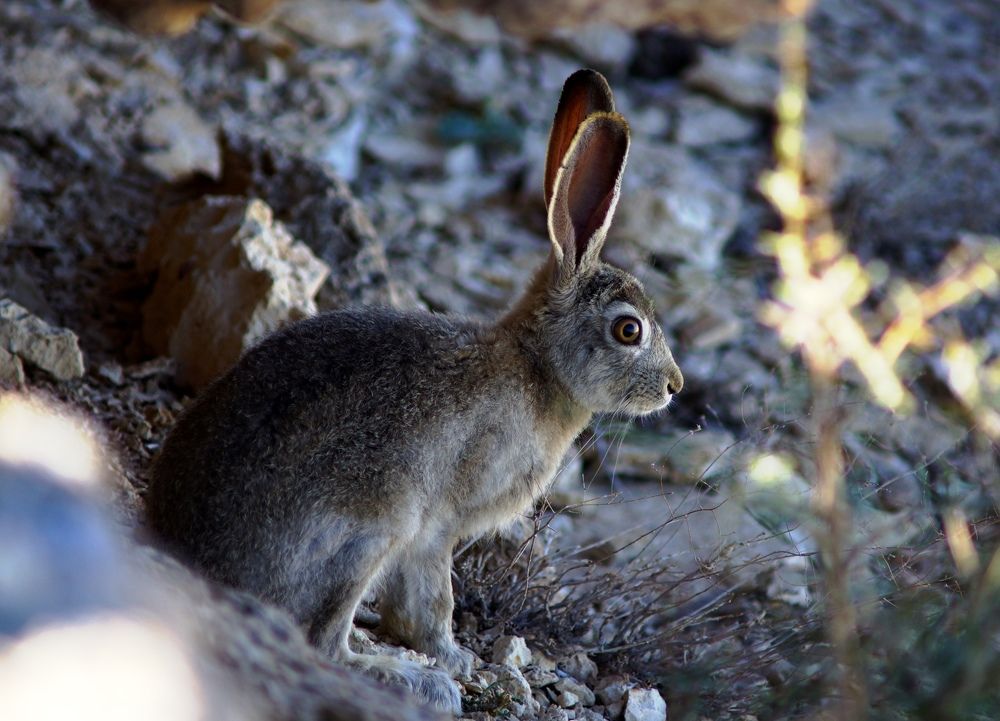 Сейчас как прыгну...